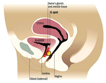 Female G-Spot Anatomy